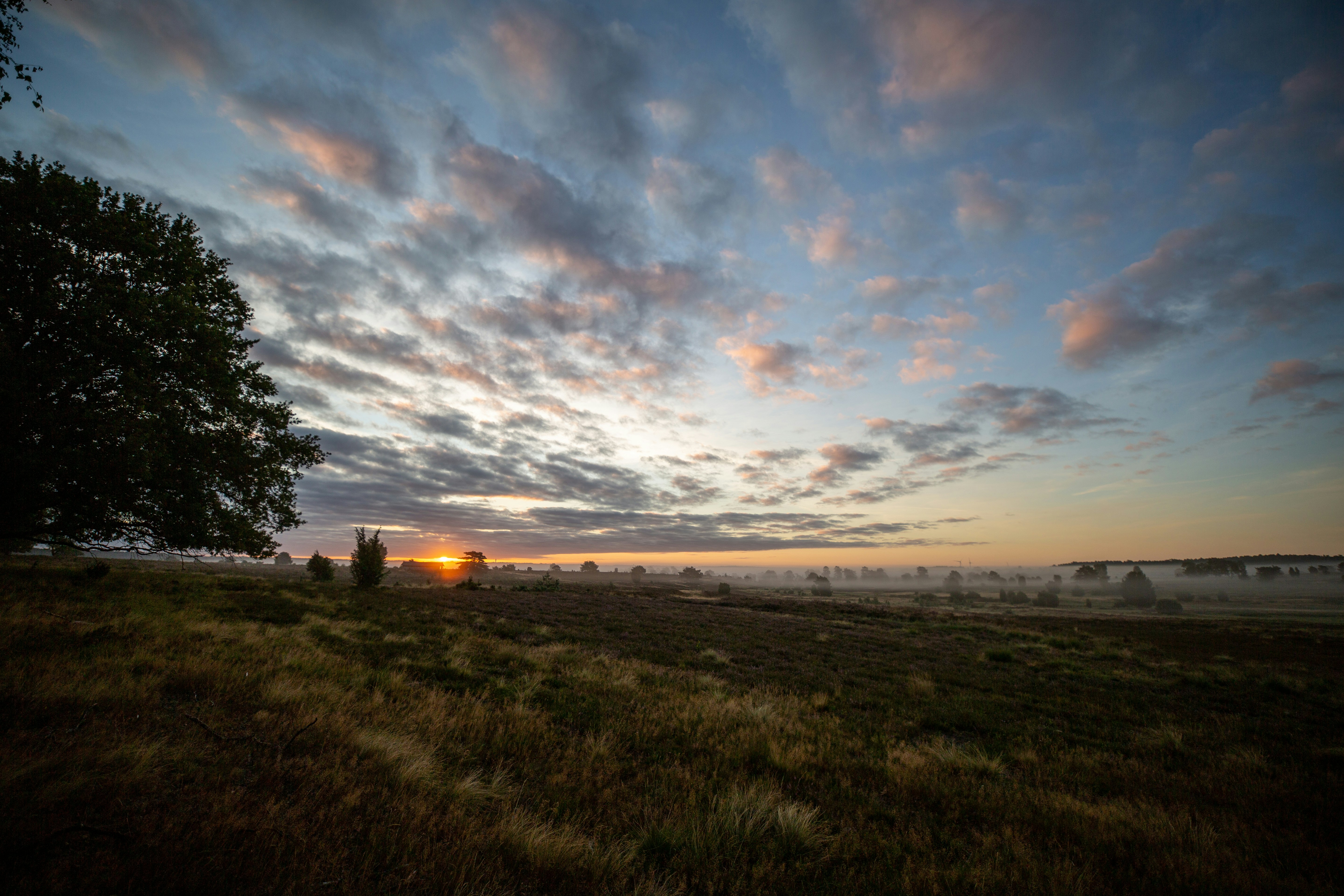 El sol se está poniendo sobre un campo con árboles