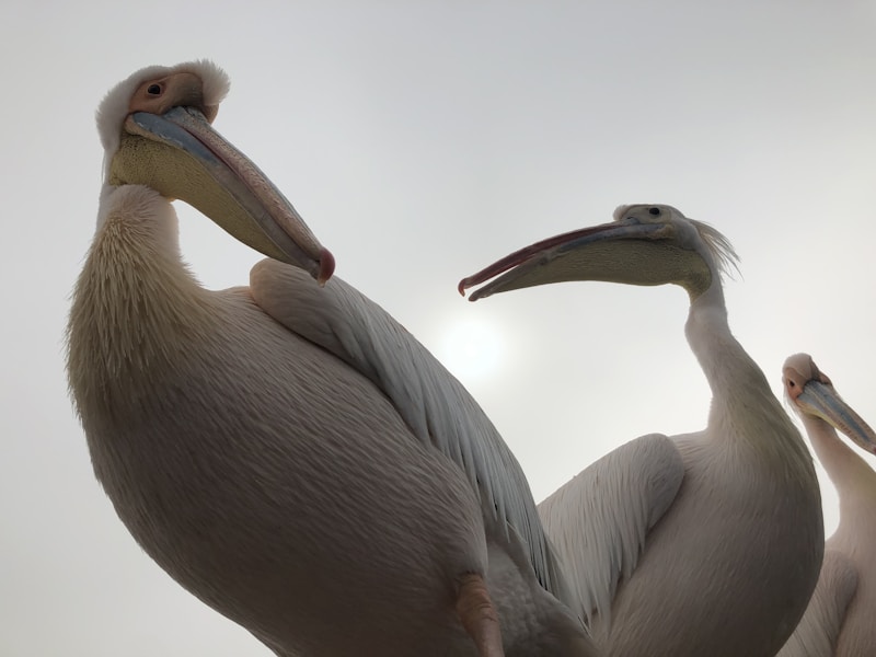 Zwei majestätische Pelikane