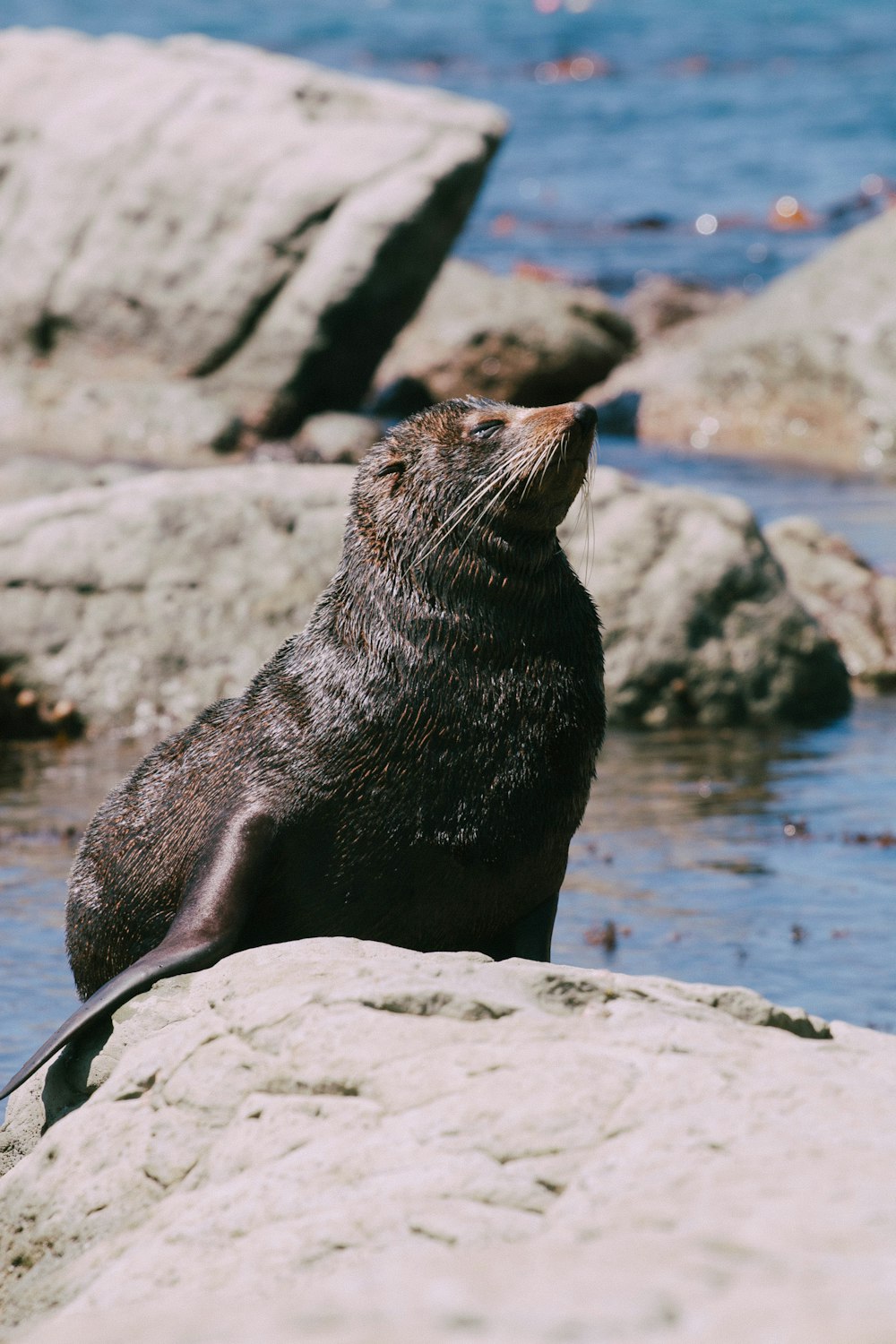 un lion de mer assis au sommet d’un rocher au bord de l’océan