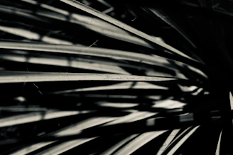 An abstract 3D composition with dynamic shadows on a black backdrop.