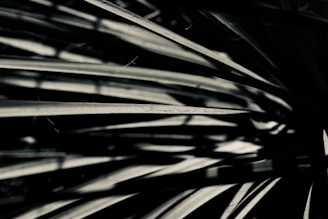 Dark and abstract composition of elongated, overlapping shadowy lines with high contrast and a sense of movement.
