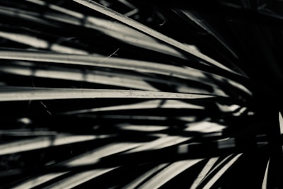 Poetic visual composition blending dark tones and bright white lines.