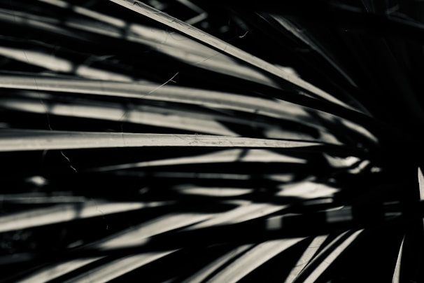 Dark and abstract composition of elongated, overlapping shadowy lines with high contrast and a sense of movement.