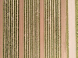 Drone filming a large agricultural field with crops in neat rows