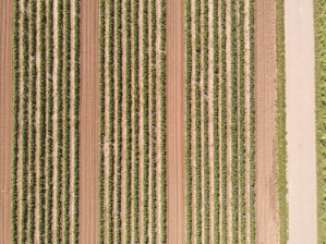 Aerial view of a neatly arranged agricultural field with numerous parallel rows of crops, alternating between darker green plants and lighter brown soil. A dirt path runs alongside the field, bordered by grass.