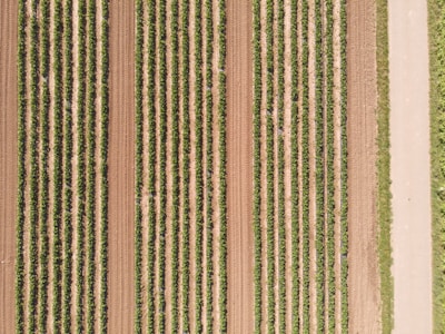 Aerial view of a neatly arranged agricultural field with numerous parallel rows of crops, alternating between darker green plants and lighter brown soil. A dirt path runs alongside the field, bordered by grass.