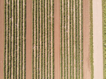 Aerial view of a neatly arranged agricultural field with numerous parallel rows of crops, alternating between darker green plants and lighter brown soil. A dirt path runs alongside the field, bordered by grass.