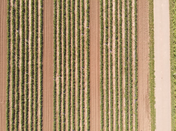 Aerial view of a neatly arranged agricultural field with numerous parallel rows of crops, alternating between darker green plants and lighter brown soil. A dirt path runs alongside the field, bordered by grass.