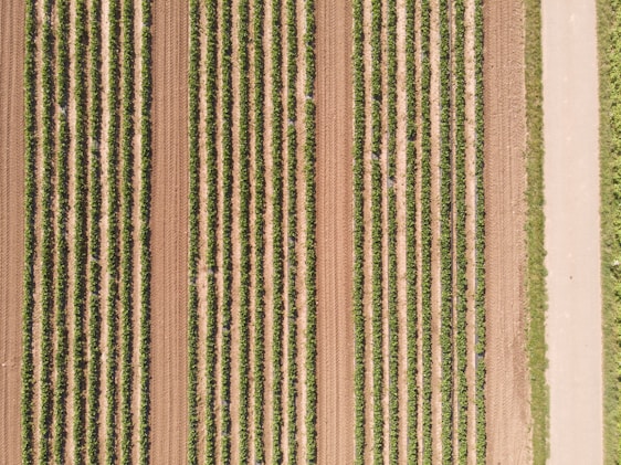 Aerial view of a freshly prepared agricultural field with workers planting crops under a bright sky.
