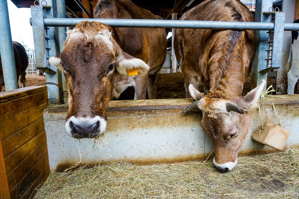 Un par de vacas paradas una al lado de la otra