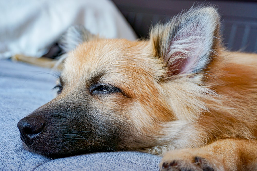 a brown dog laying on top of a blue couch