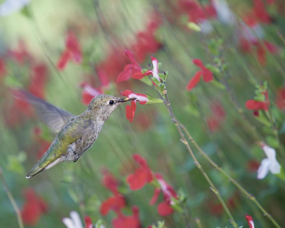 a hummingbird flying through a field of red flowers