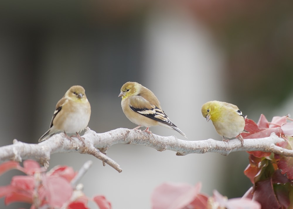 three small birds perched on a tree branch