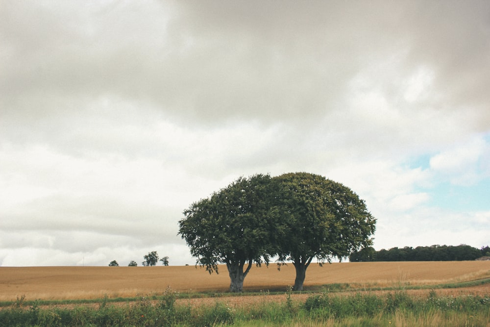 two trees in a field with a cloudy sky