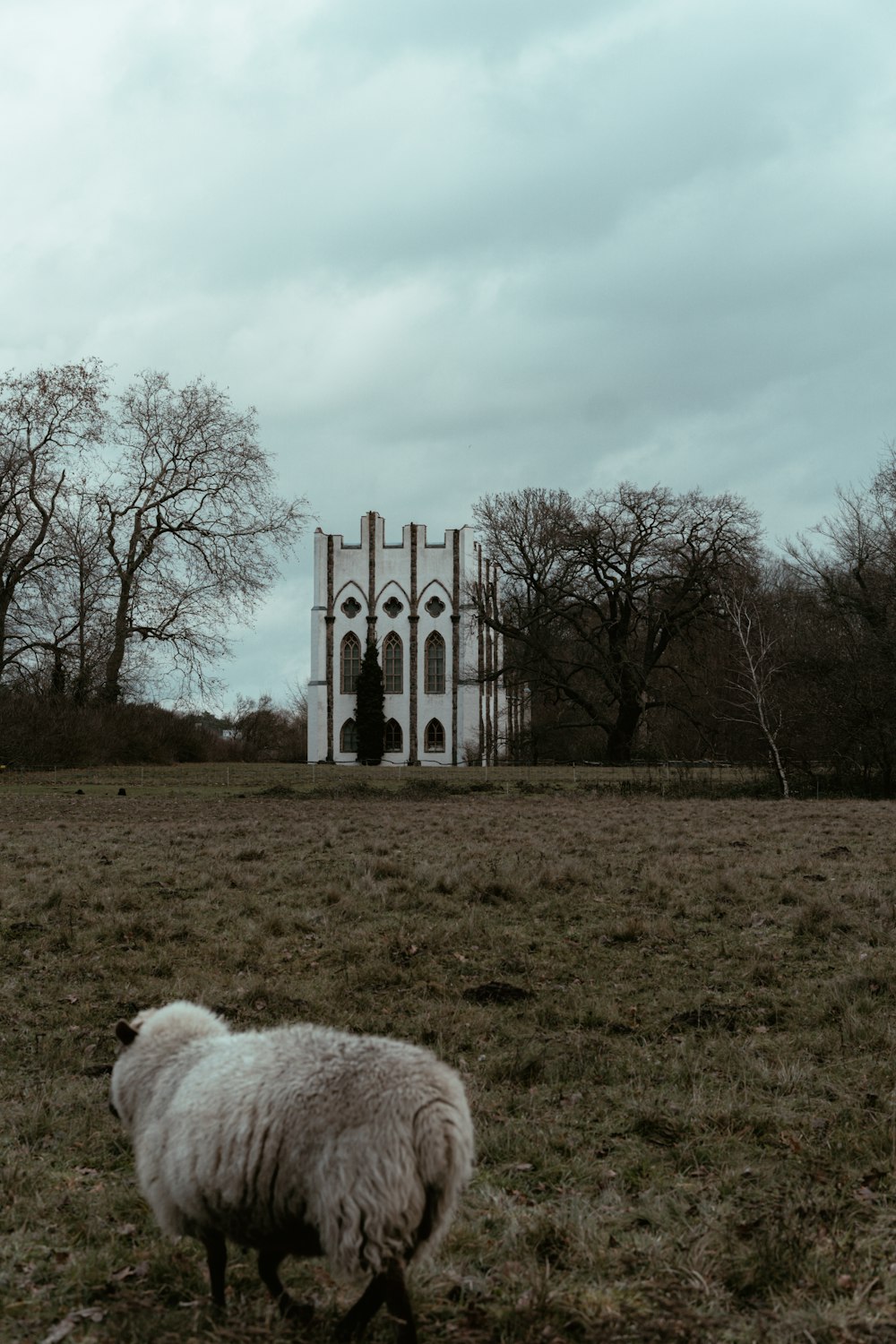 a sheep grazes in a field in front of a church