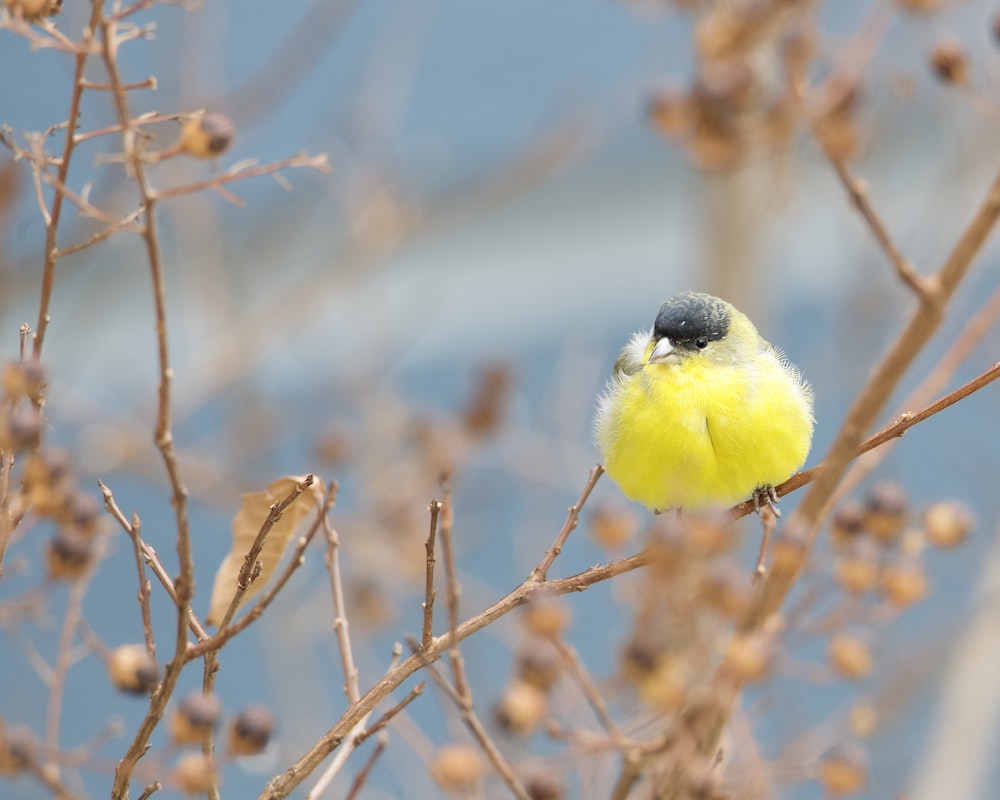 Un pequeño pájaro amarillo sentado en la cima de la rama de un árbol