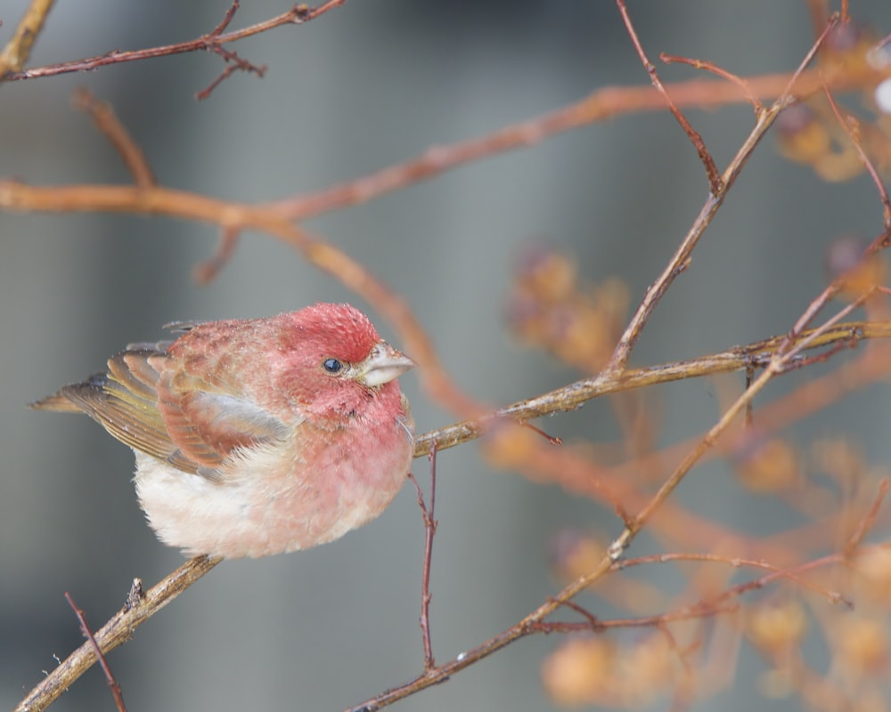 a small bird perched on top of a tree branch