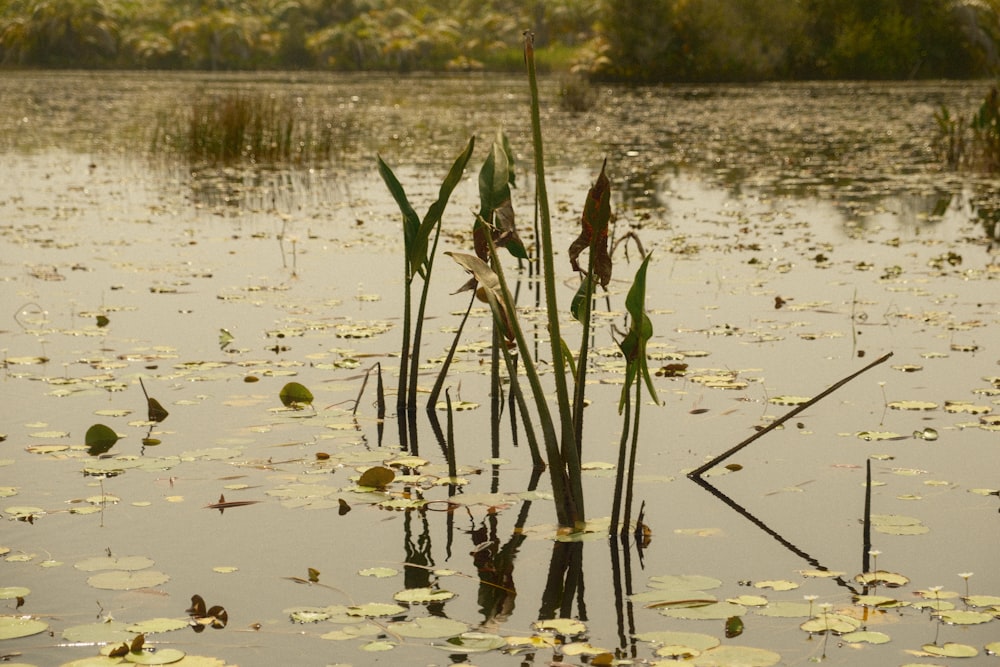 a pond filled with lots of water lilies