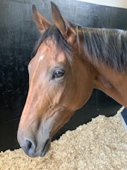 A close-up view of a horse with a brown coat in a stable setting. The horse's head and face are prominent, showcasing its expressive eyes and soft mane. The background includes black stable walls and a floor covered with wood shavings, suggesting a calm and comfortable environment.