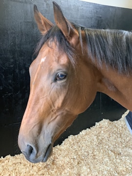 A close-up view of a horse with a brown coat in a stable setting. The horse's head and face are prominent, showcasing its expressive eyes and soft mane. The background includes black stable walls and a floor covered with wood shavings, suggesting a calm and comfortable environment.