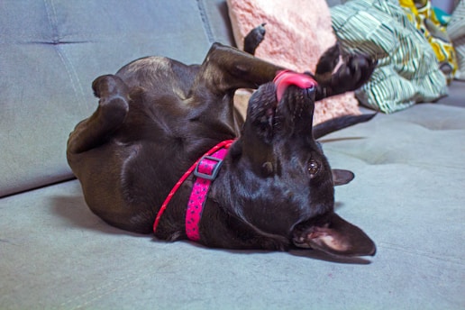 A black dog playfully lies on its back on a sofa, licking its own paw. The dog is wearing a bright pink collar with a patterned design. A soft, textured throw pillow and a striped blanket are nearby, adding to the cozy setting.