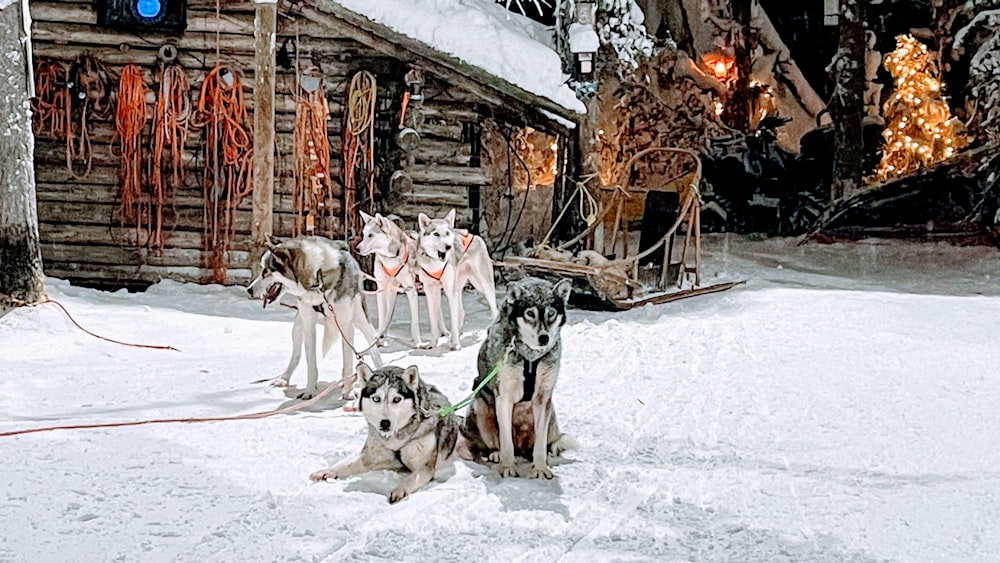 a group of dogs tied to a sled in the snow