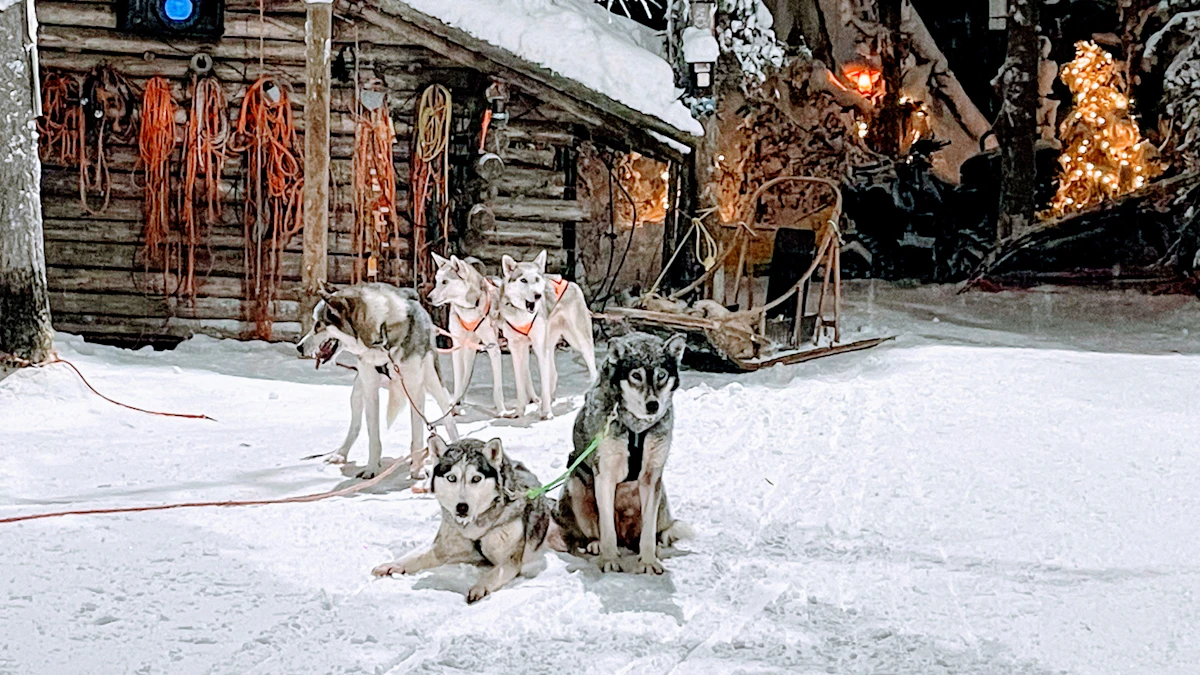 A team of husky sled dogs in the snow in Finnish Lapland