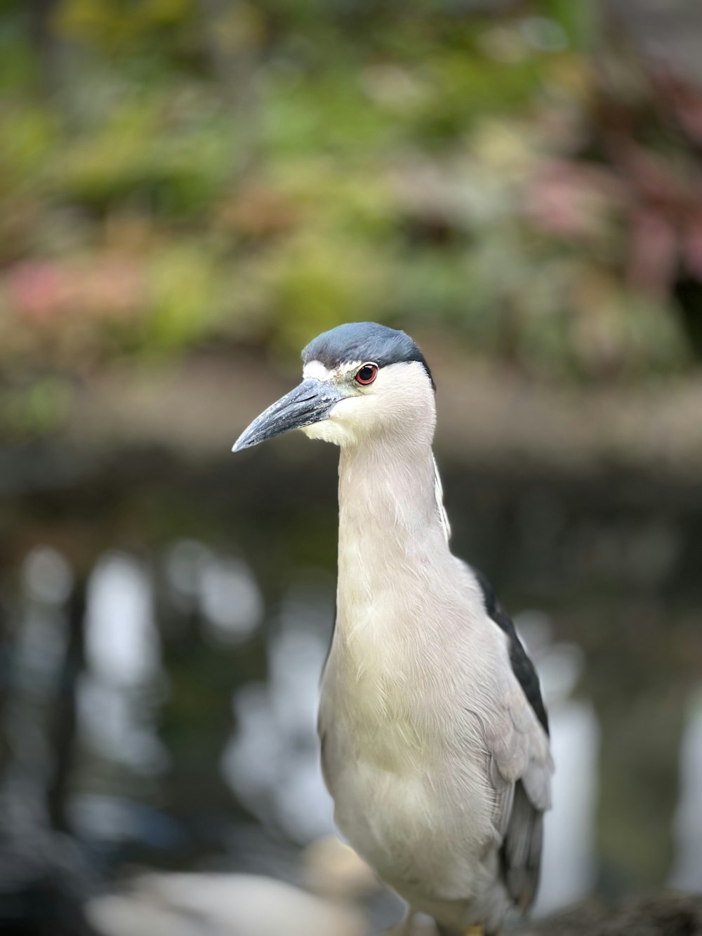 a close up of a bird with a blurry background