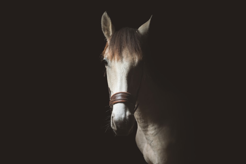 a close up of a horse in the dark