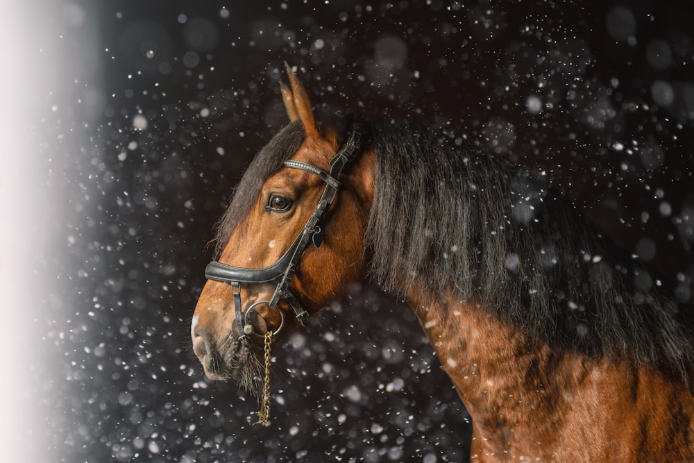 a brown and black horse standing in the snow