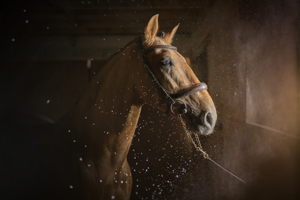 a brown horse with a bridle on it's head