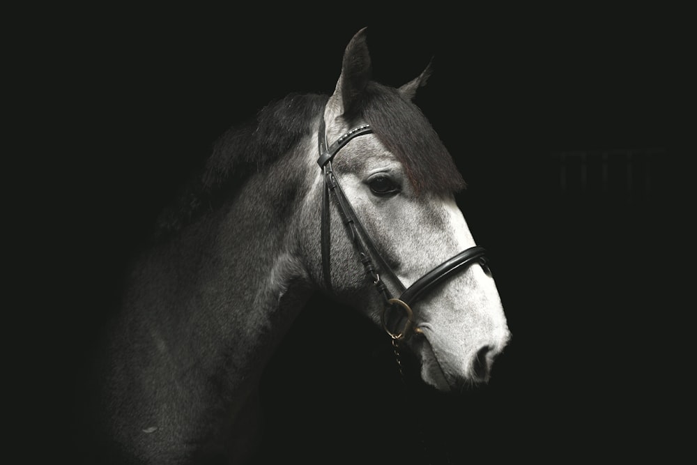 a black and white photo of a horse