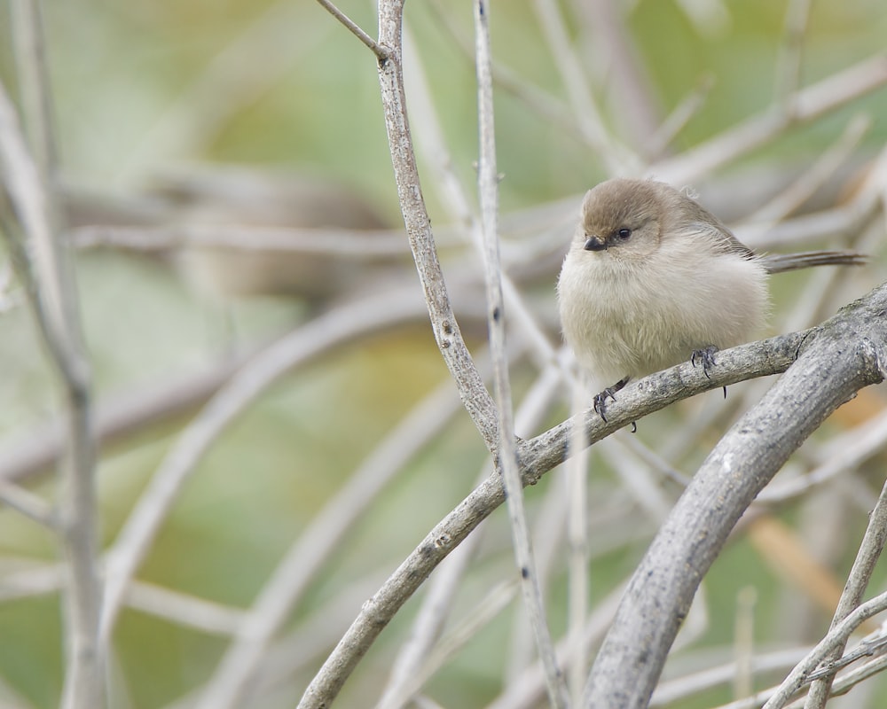 a small bird sitting on top of a tree branch