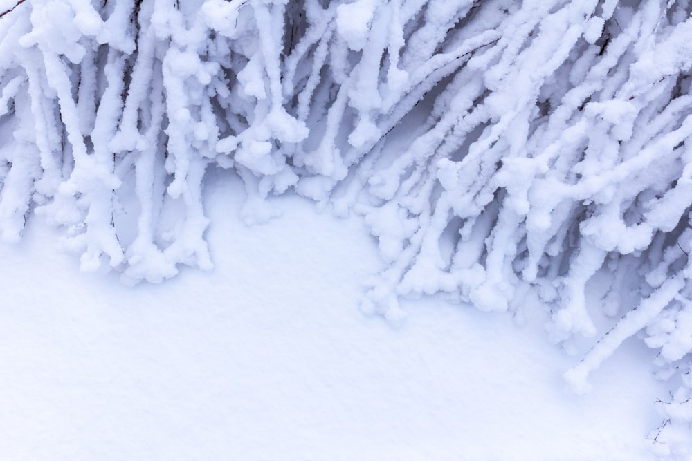 um close up de um galho de árvore coberto de neve