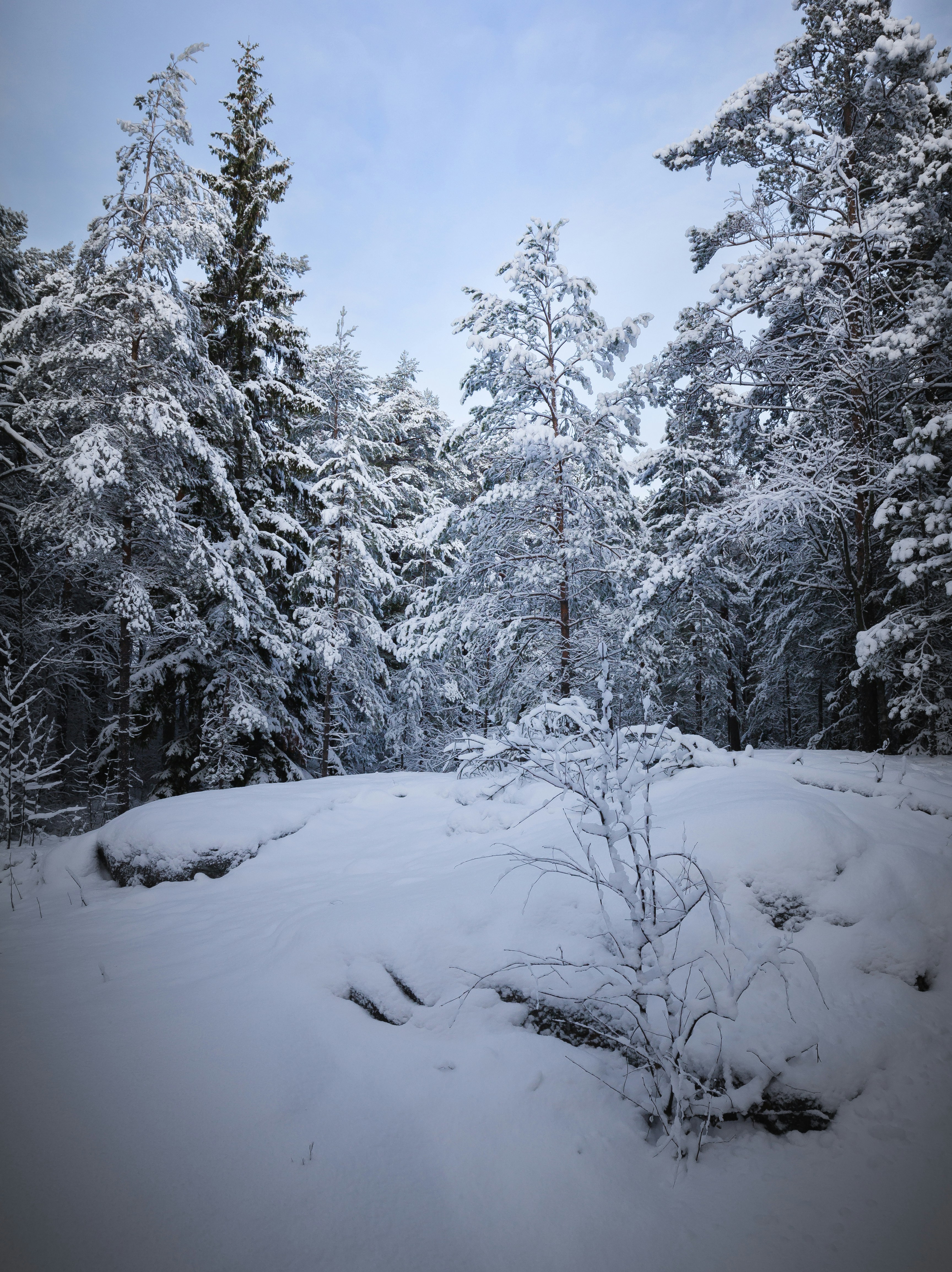 a snow covered field with trees in the background