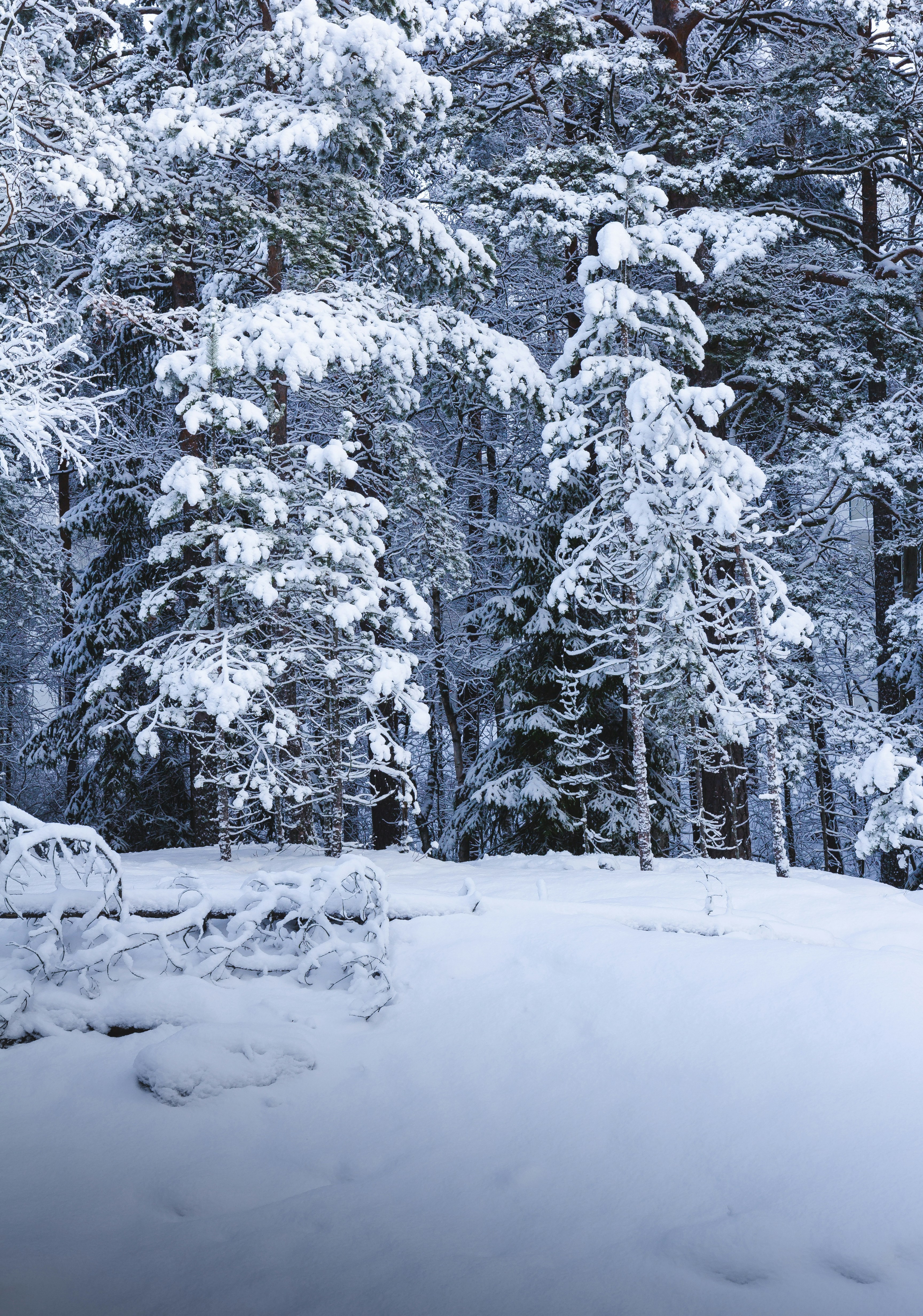 a forest filled with lots of snow covered trees