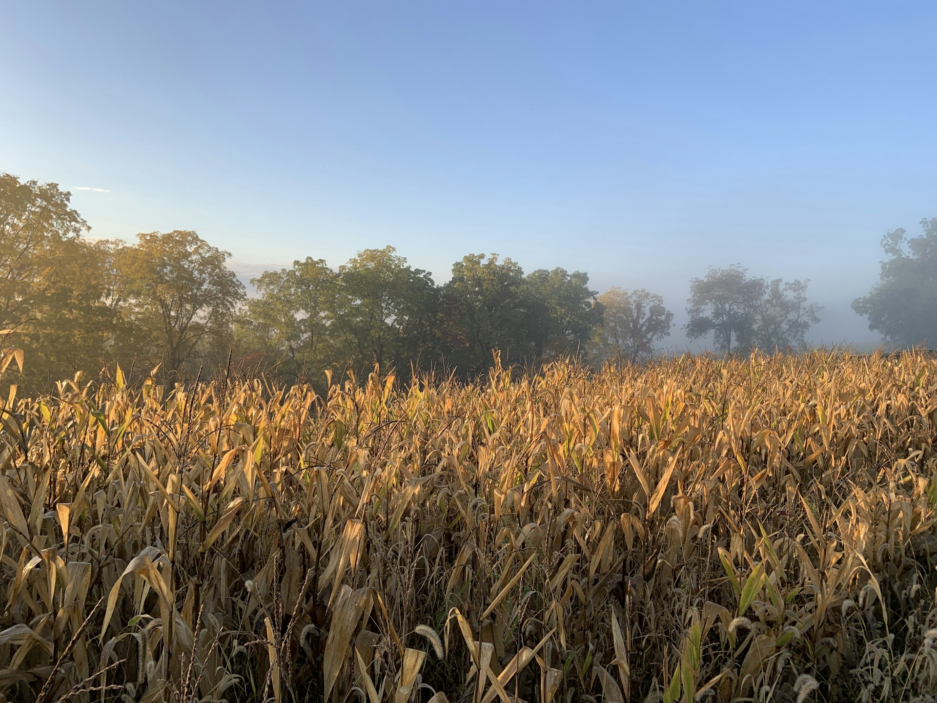 a field of corn with trees in the background
