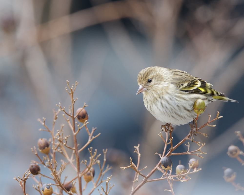 a small bird perched on top of a plant