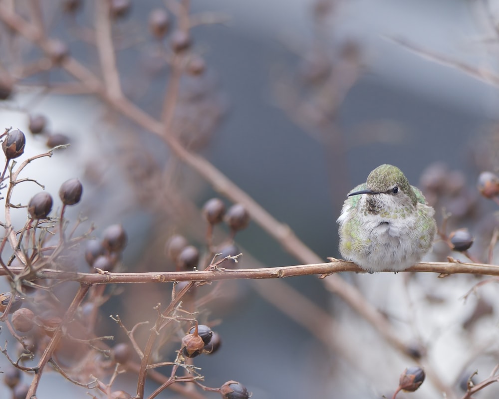 a small bird sitting on top of a tree branch