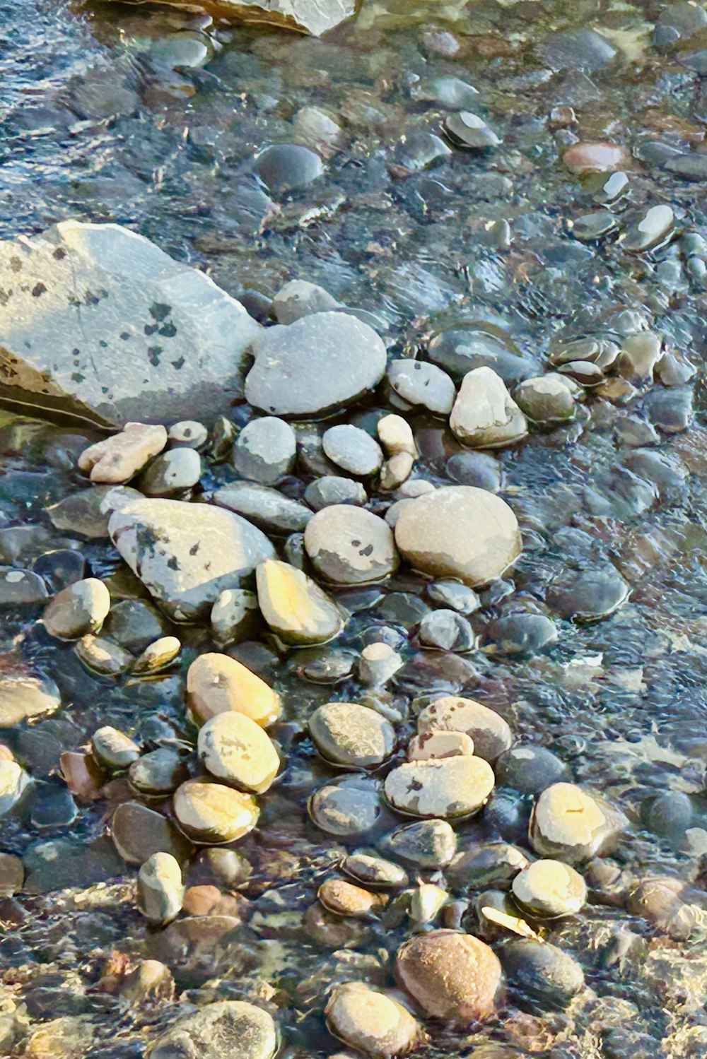 a bird is sitting on a rock in the water