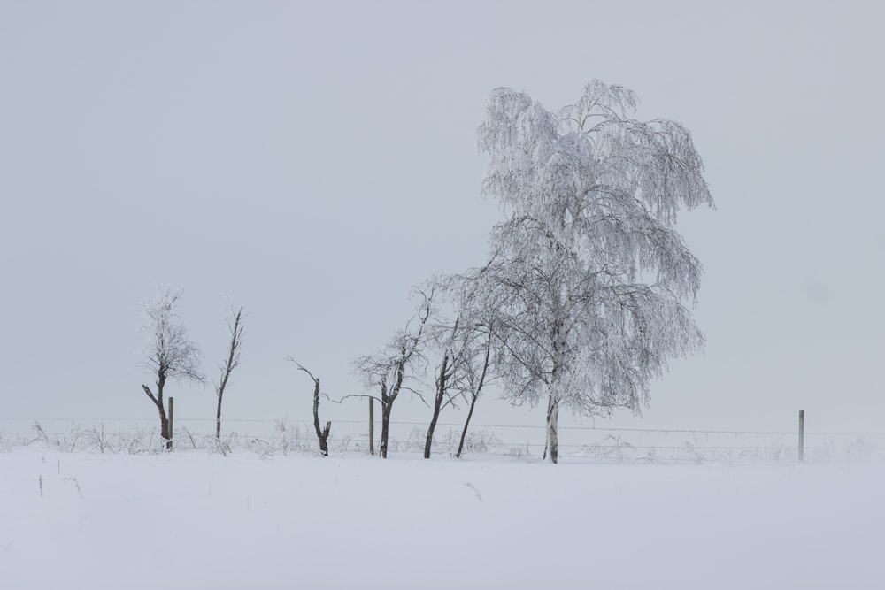 a snowy field with trees and a fence