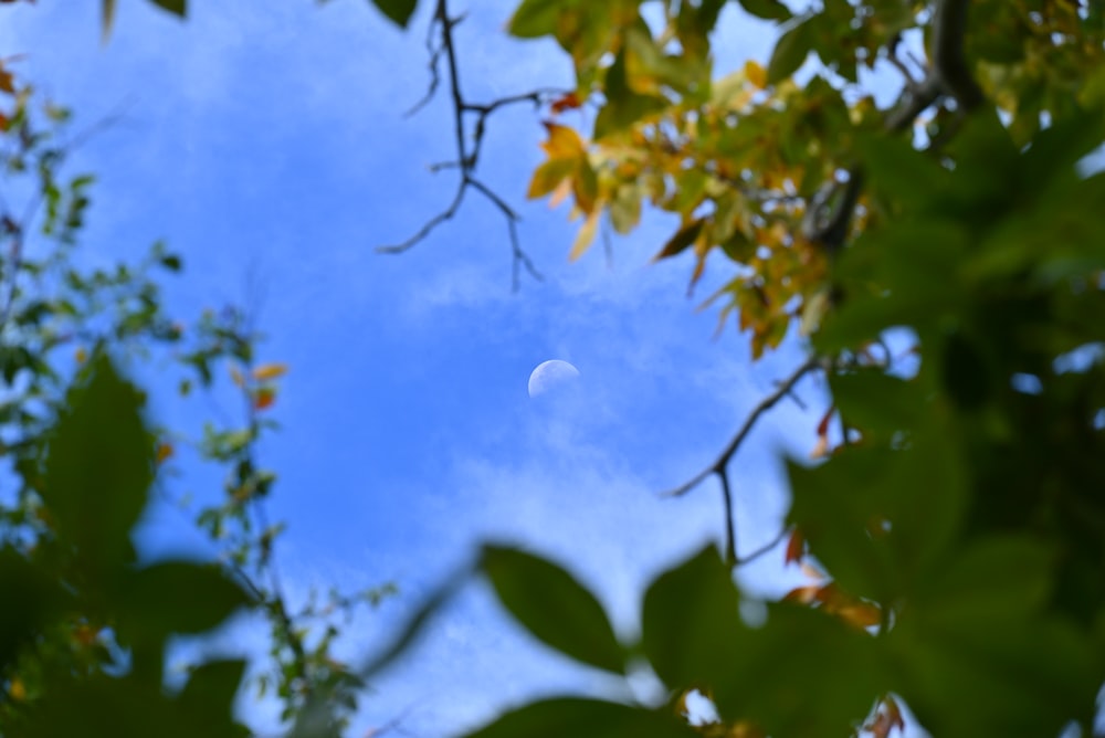 a view of the moon through the leaves of a tree