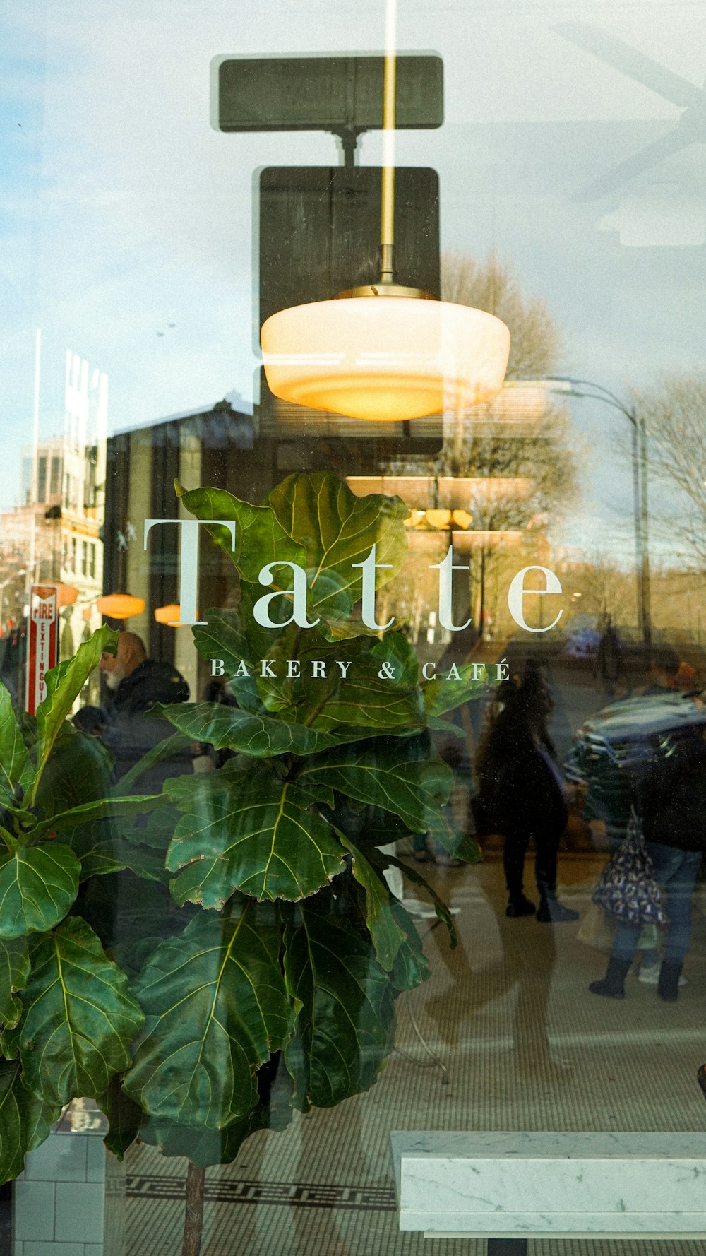 a store front window with a plant in the window