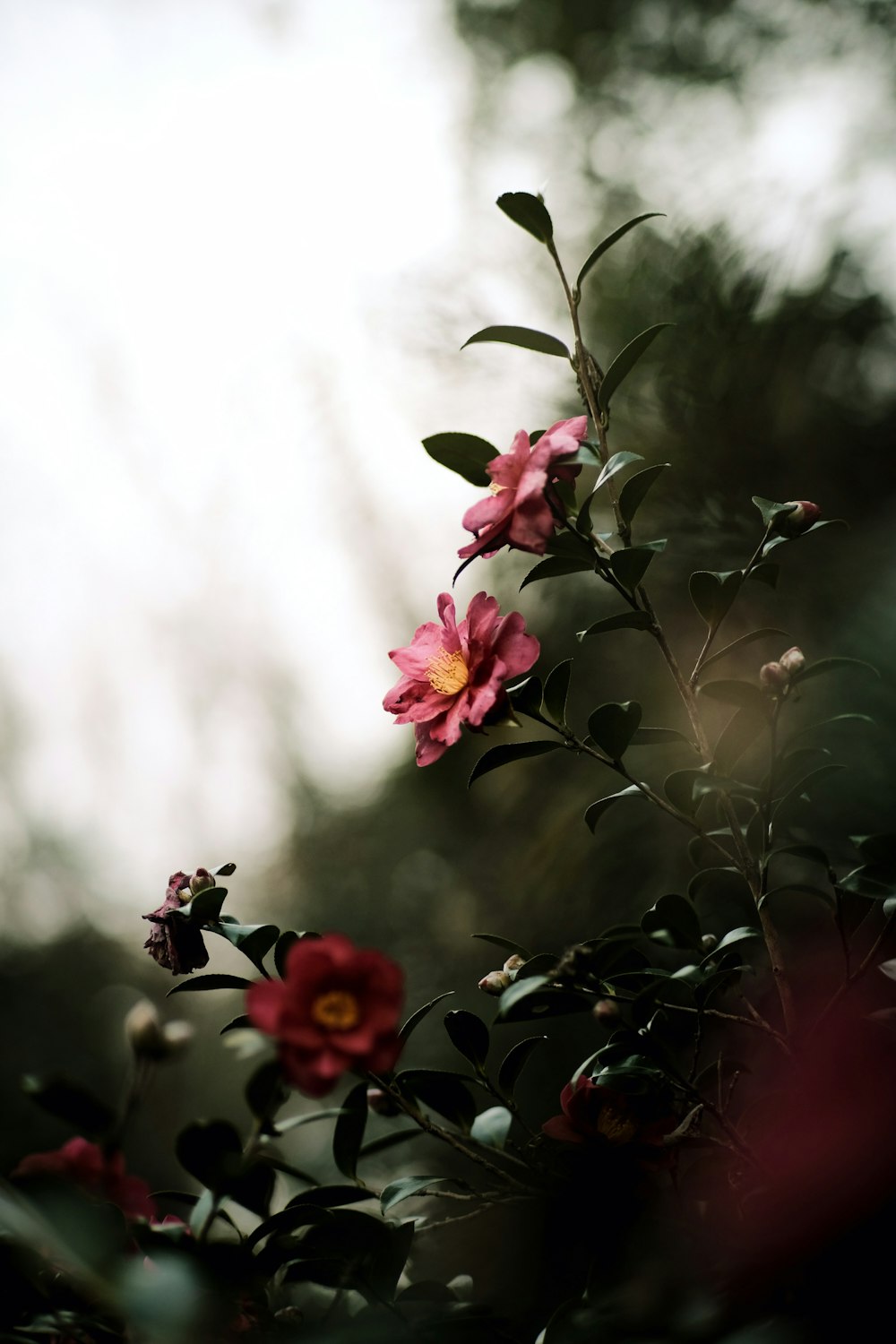 a pink flower with green leaves and a sky background