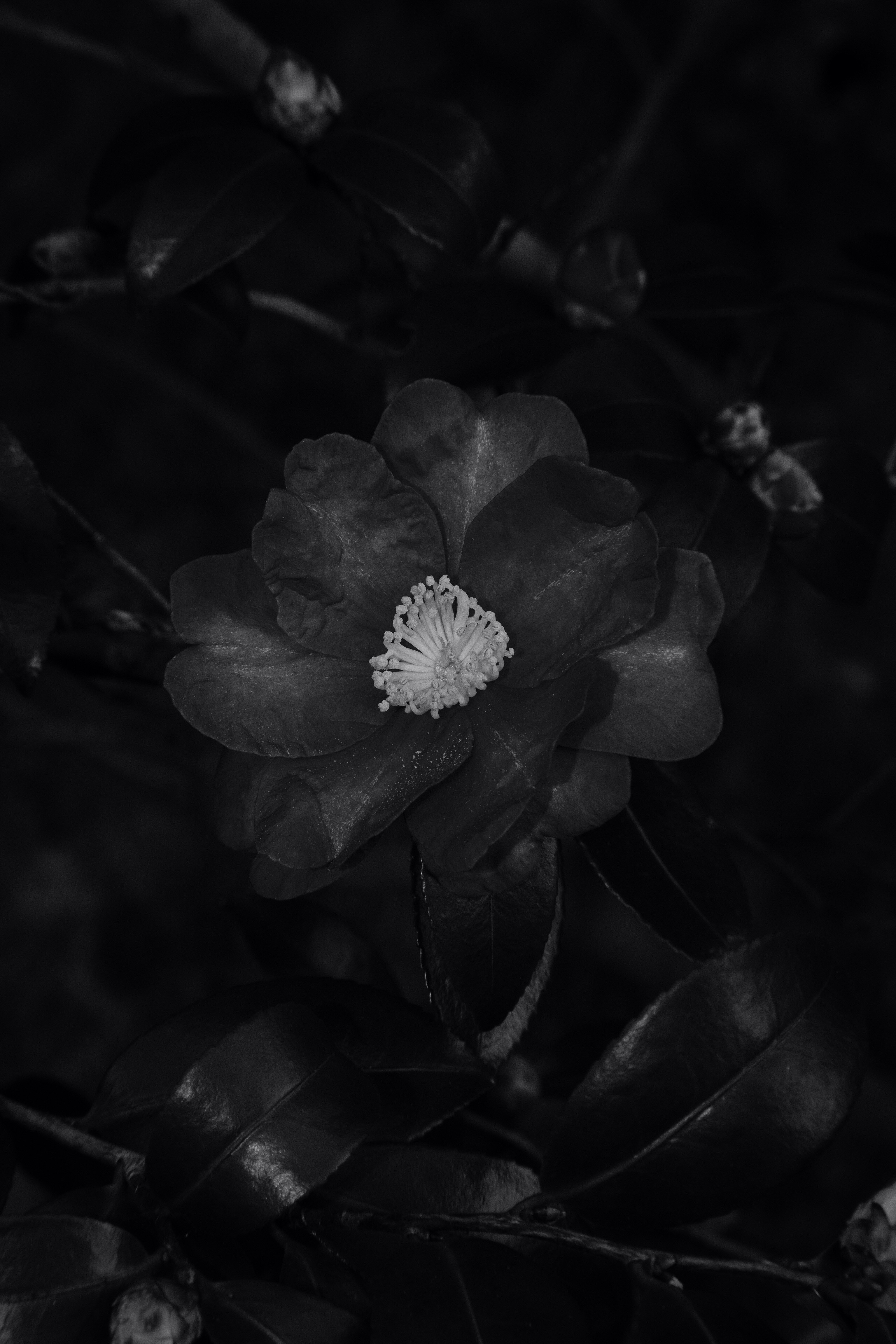 Midnight Garden Print