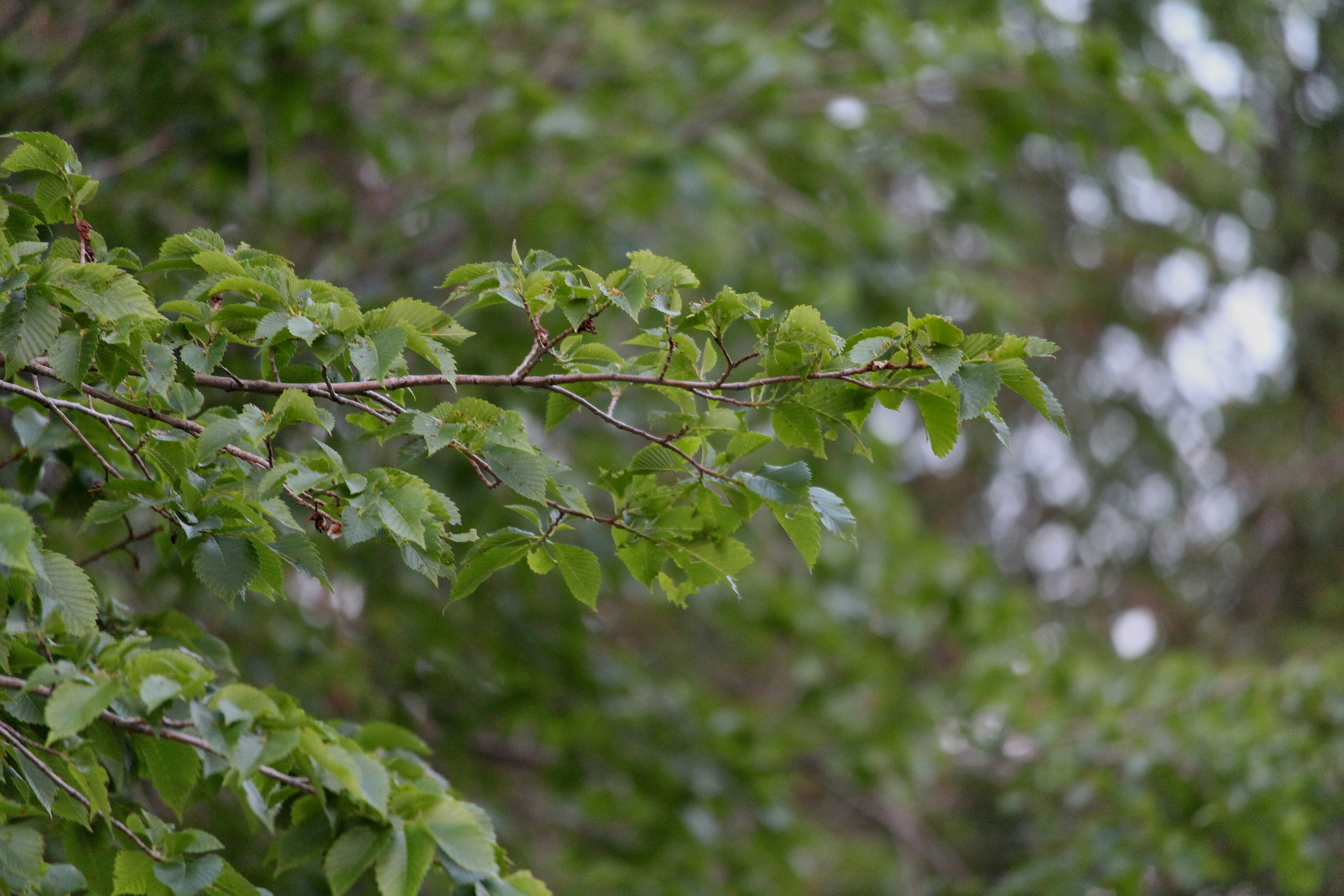 Photo by photo_tanbir