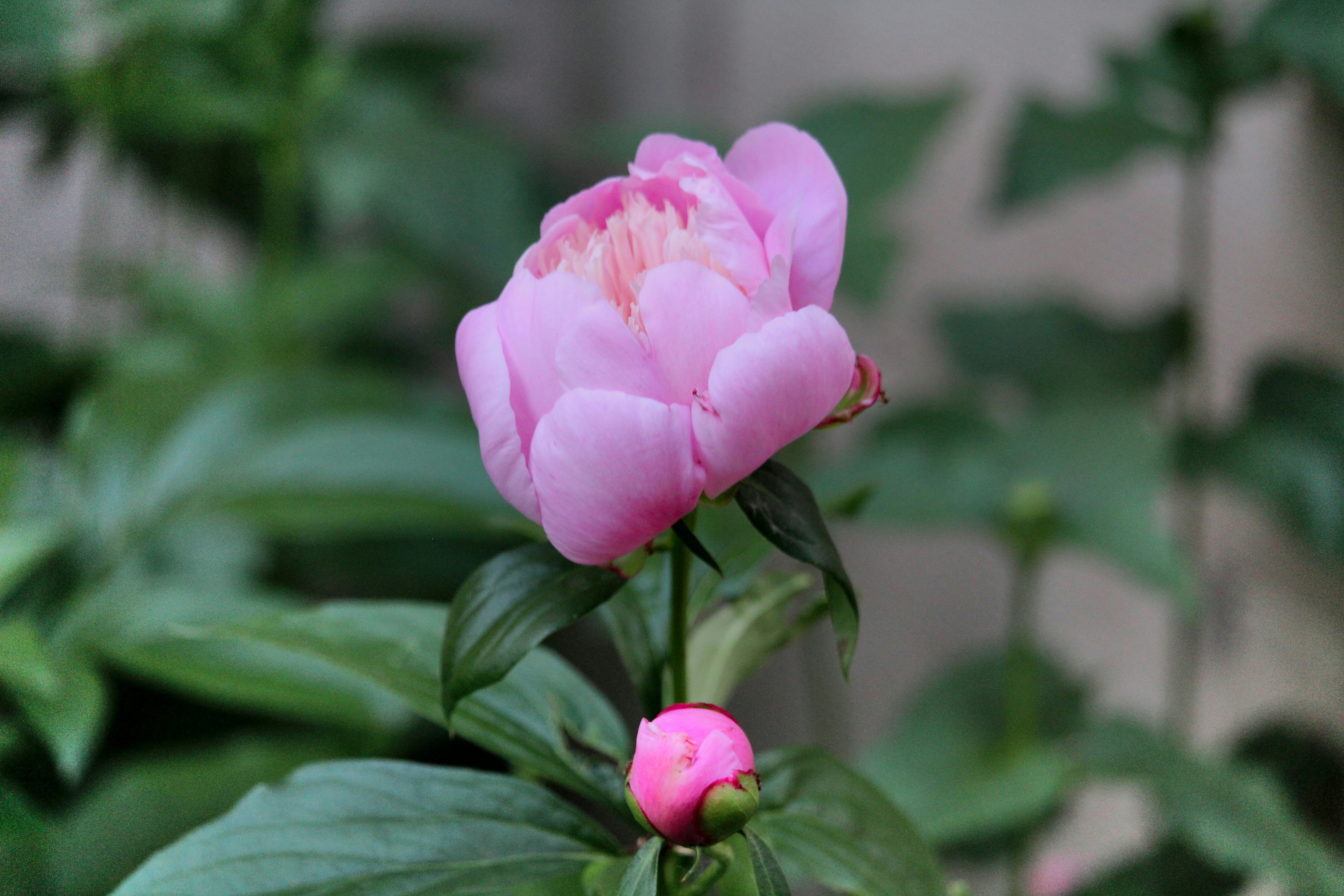 Photo by photo_tanbir