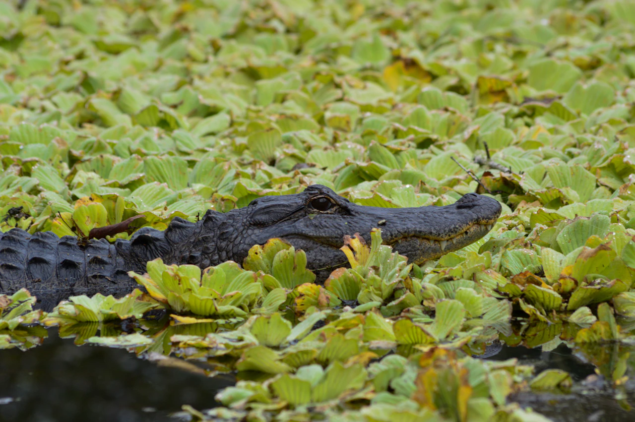 Representative American alligator; not the ranch