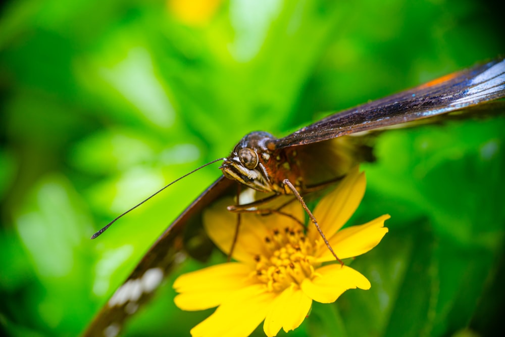 a bug sitting on top of a yellow flower