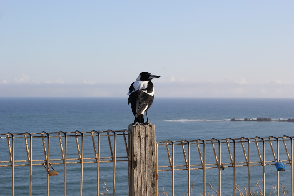 a black and white bird sitting on top of a wooden post